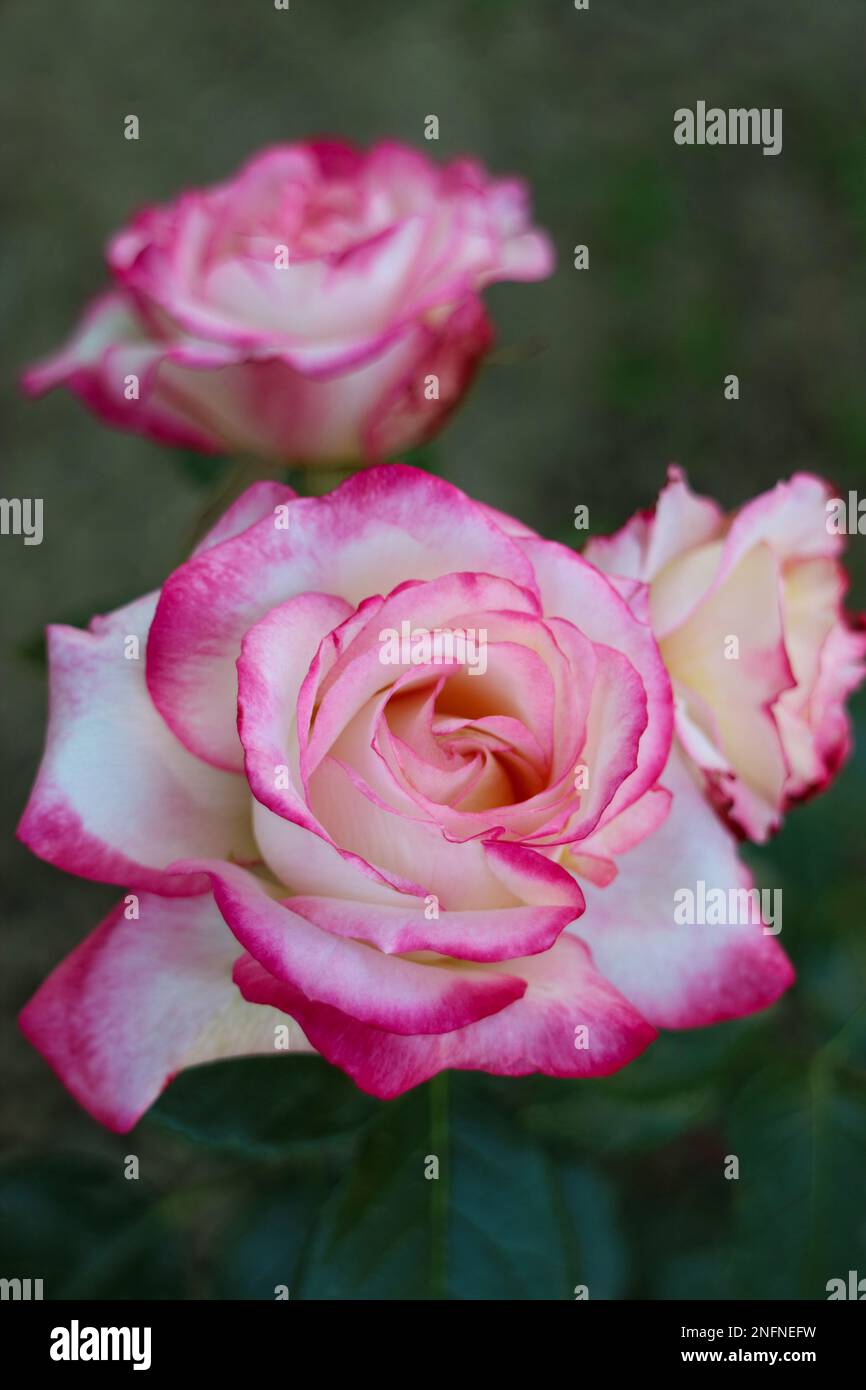 Roses with white - pink  petals and green leaves, colorful rose with delicate petals in the garden, rose head macro, blooming flower, beauty in nature Stock Photo