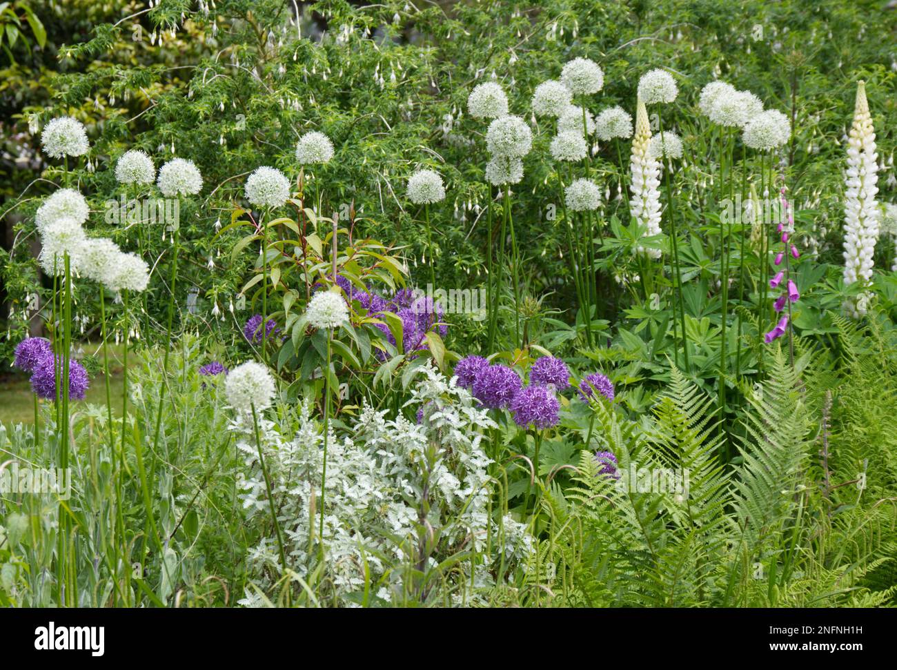 Tranquil early summer garden scene in green white and purple with alliums, fuchsia and ferns Stock Photo