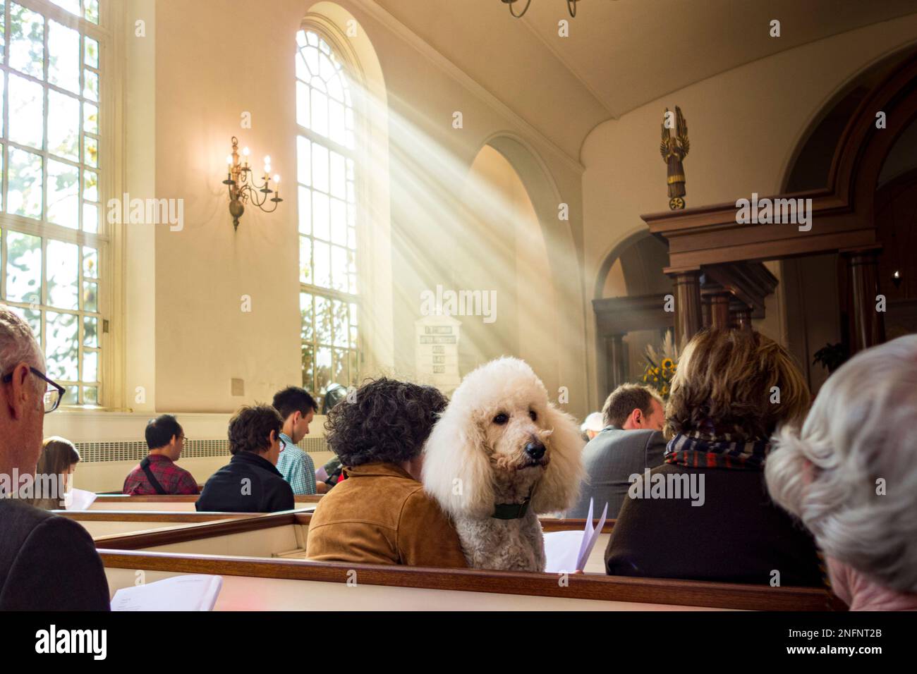 Standard White Poodle in the pews of the Church of St. Luke in the Fields for the Blessing of the Animals, Greenwich Village, New York City, NY, USA Stock Photo