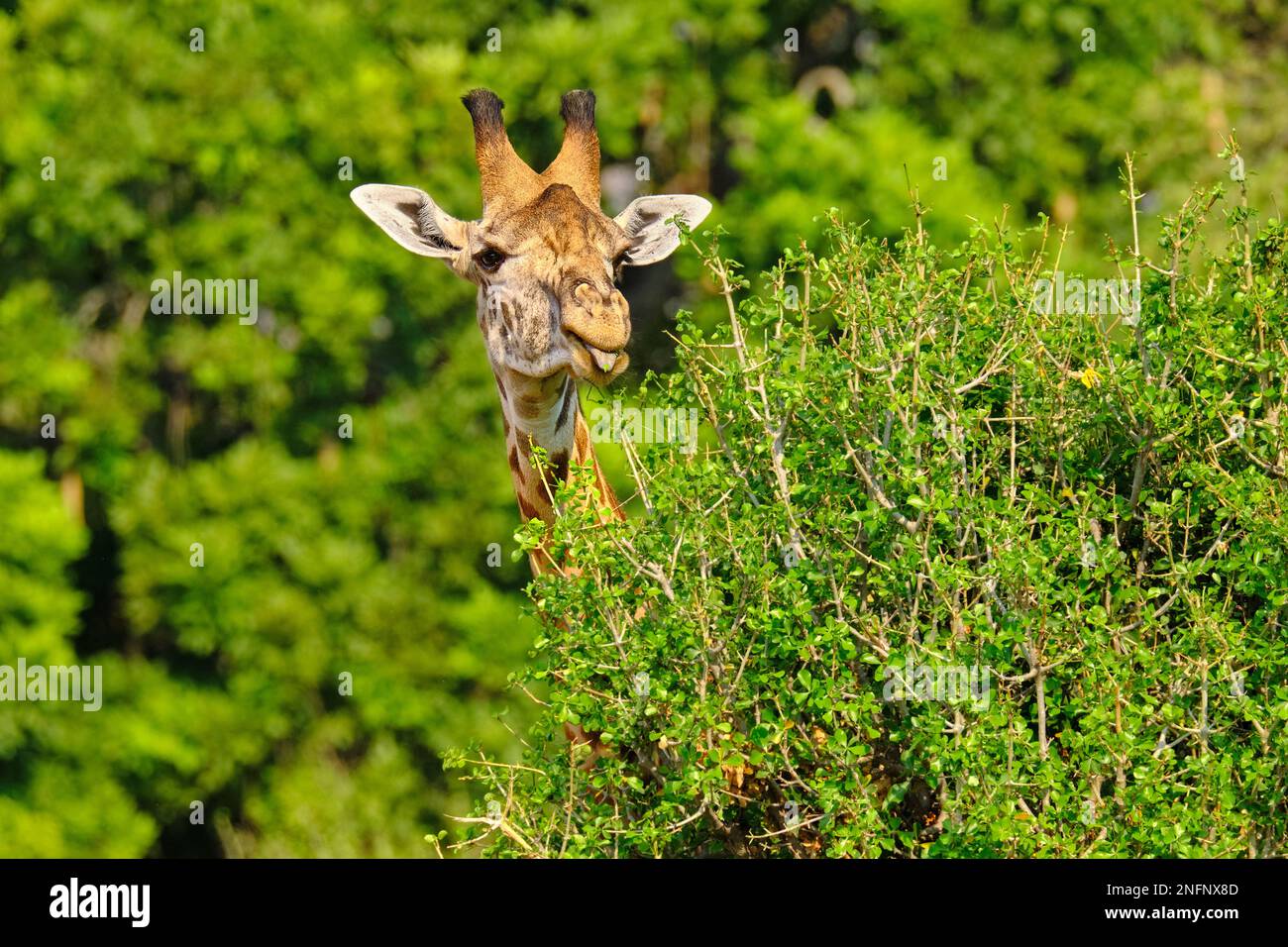 Giraffe face, head sticking tongue out, eating leaves. Giraffa