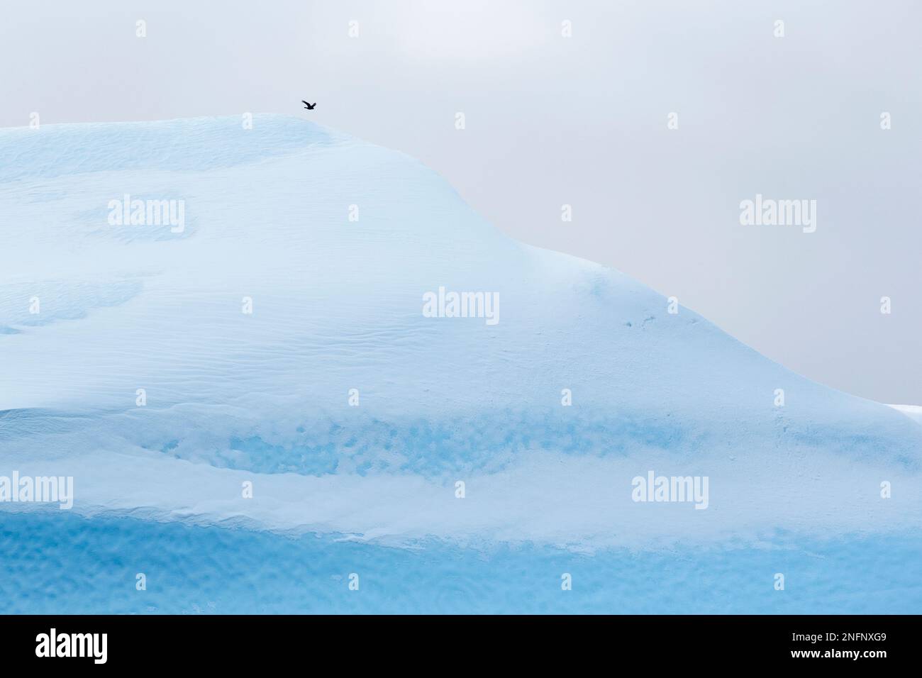 Large blue and white iceberg. Covered partially with snow, displaying the turquoise ice. A black bird flies above. Ilulisaat, Disko Bay, Greenland Stock Photo