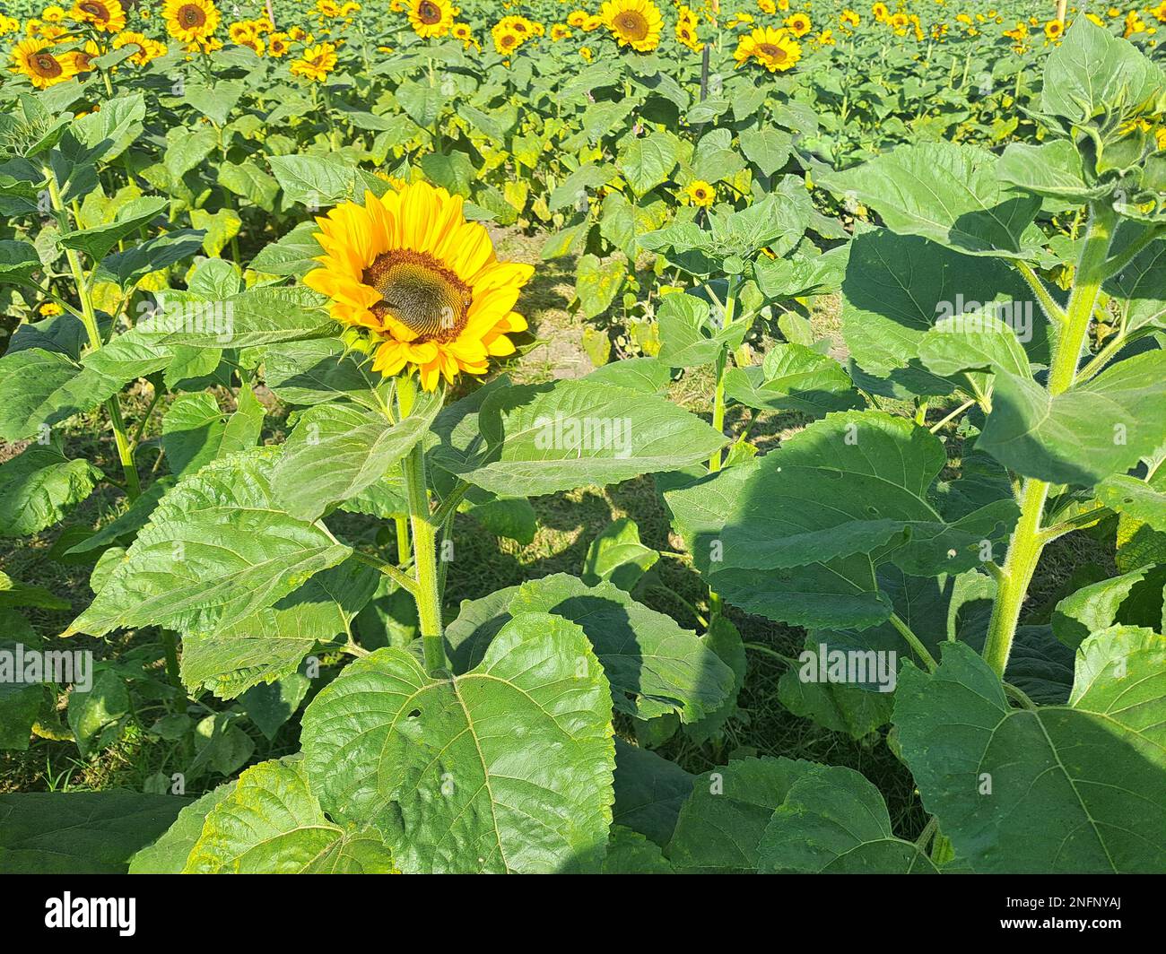 Bees are sunflower hosts, they help pollination, so it helps the bees