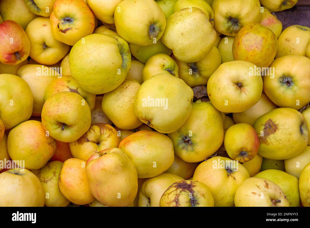 Bunch of Yellow Quince Apples Natural Organic Stock Photo Alamy