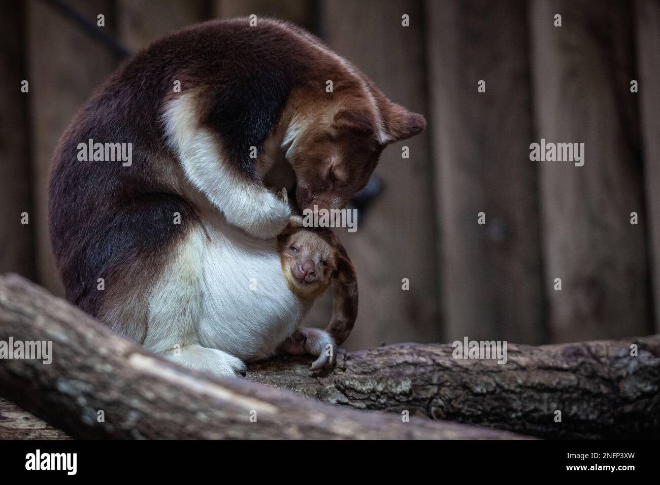 PARIS, Feb. 18, 2023 (Xinhua) -- A Goodfellow's tree kangaroo joey peeks out of its mother's pouch at a zoo in Paris, France, Feb. 17, 2023. The Goodfellow's tree kangaroo is classified as 'endangered' on the International Union for Conservation of Nature (IUCN) Red List of Threatened Species. (Photo by Aurelien Morissard/Xinhua) Stock Photo