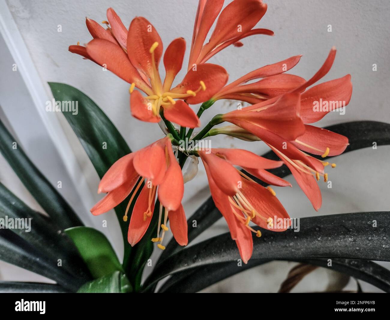 Amaryllidaceae - Clivia miniata - flower in the pot Stock Photo