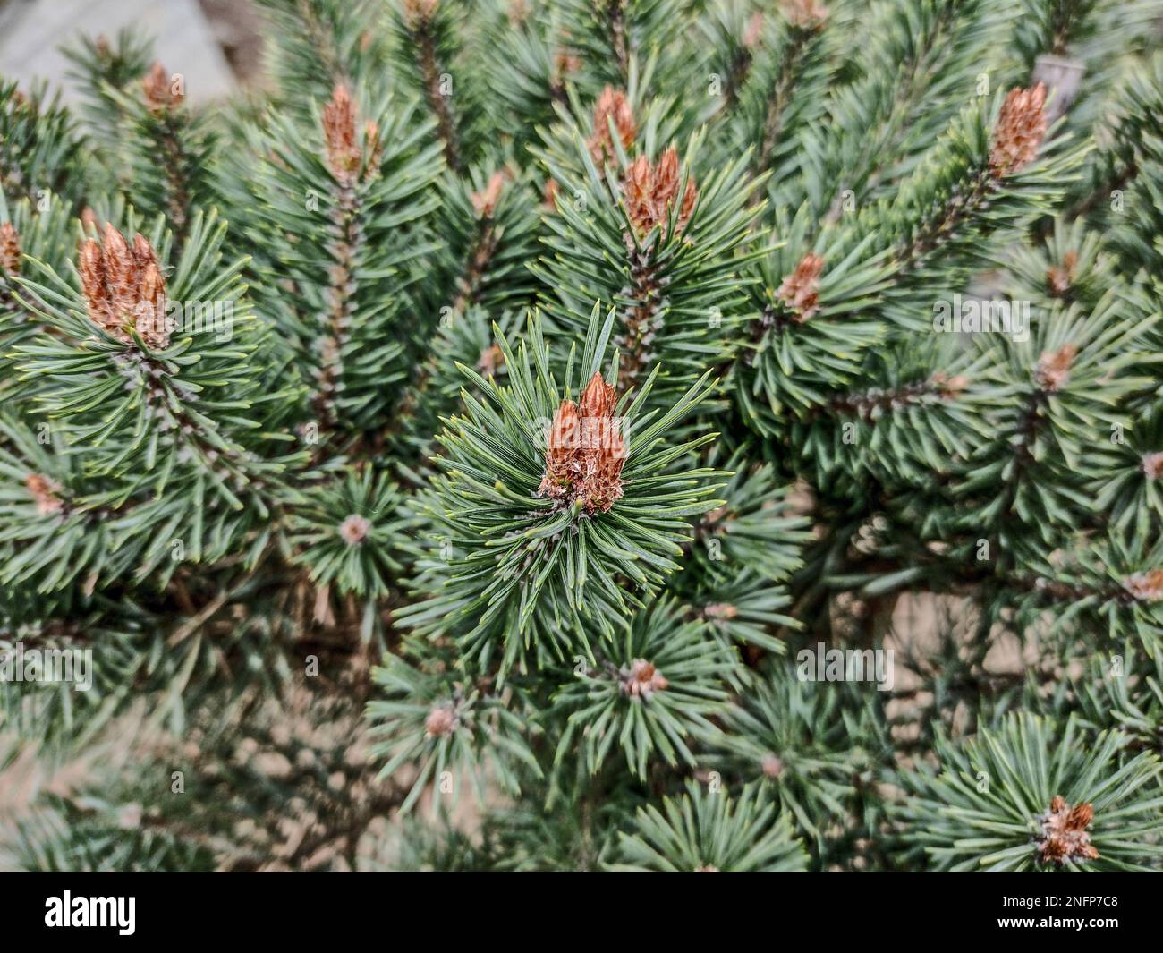 Mountain spruce (Picea engelmannii) in the park Stock Photo