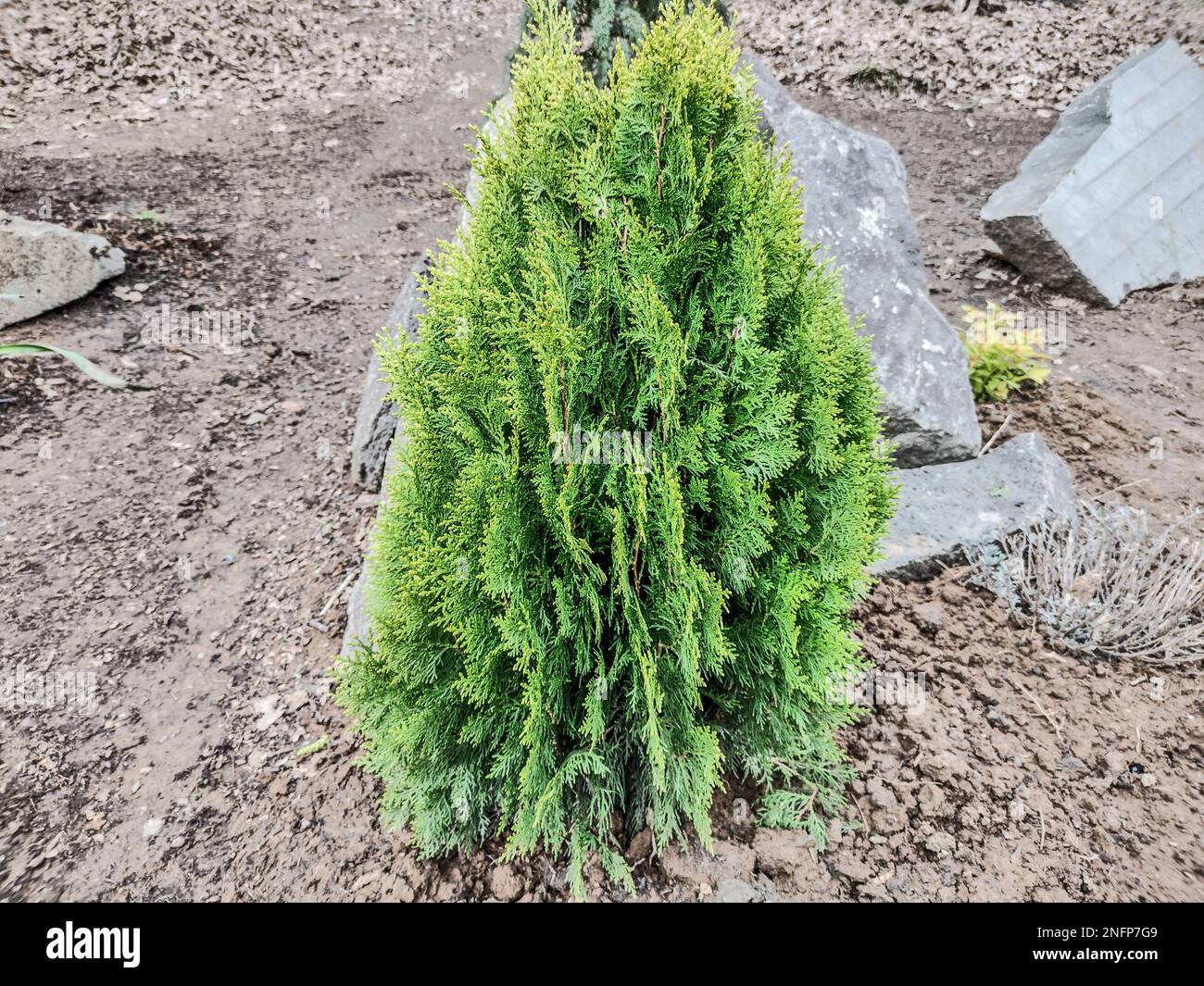 White Cedar (Thuja occidentalis) plant - nature Stock Photo