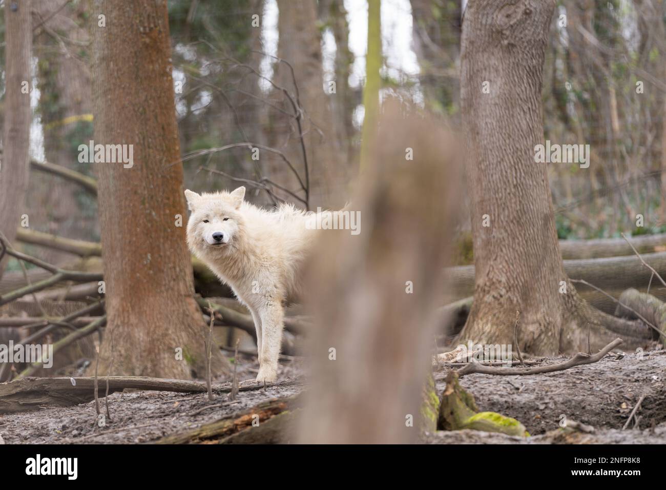 Arctic wolf ( canis lupus arctos ) standing among the felled trees. Known as the white wolf or polar wolf. Stock Photo