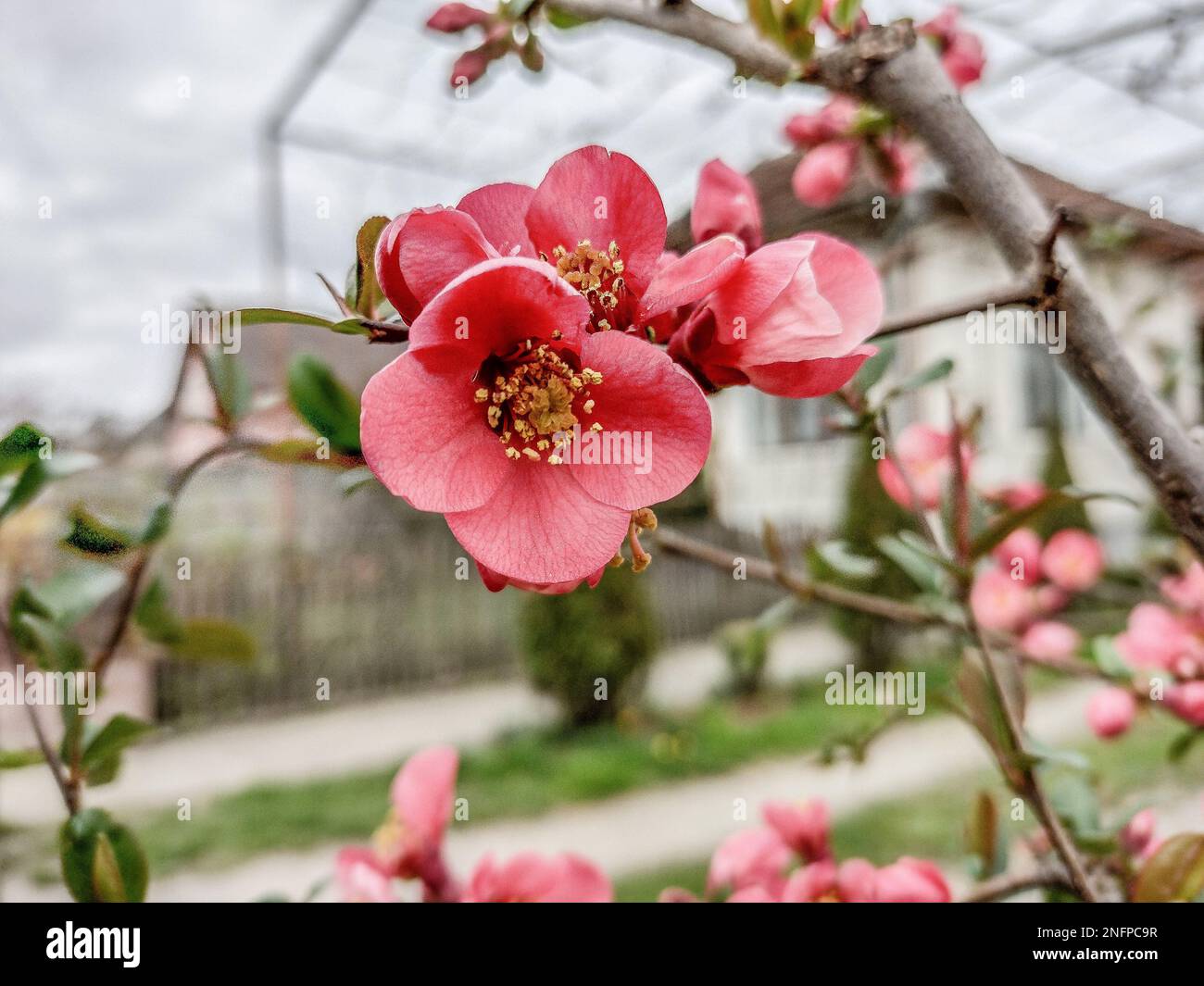 Chinese-quince flowering tree in the spring Stock Photo