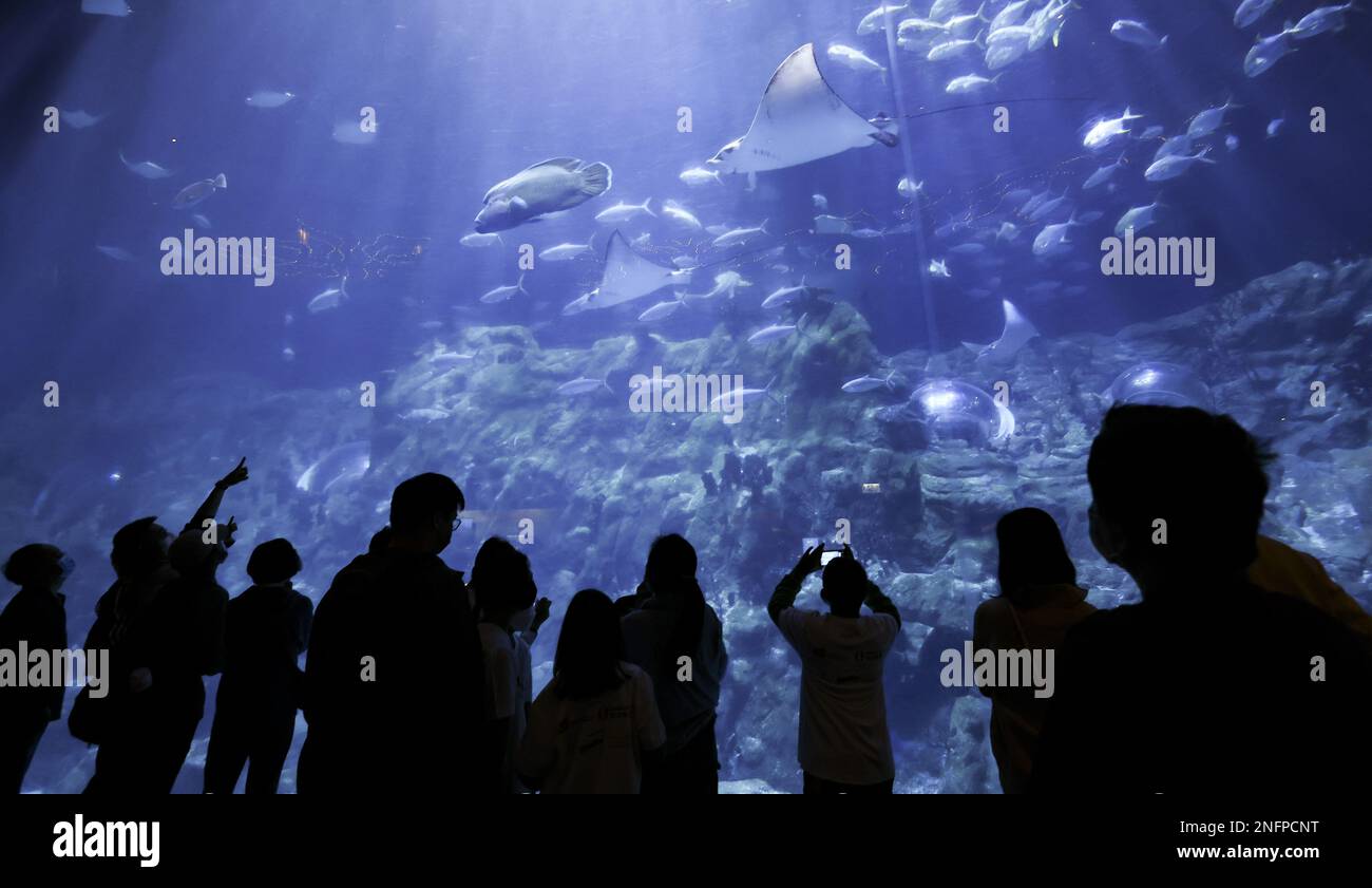 Expansive windows under the water like the 5.5m aquarium dome and an awe-inspiring 13m wide acrylic viewing panel takes at Ocean Park, 11FEB23. SCMP/ Dickson Lee Stock Photo