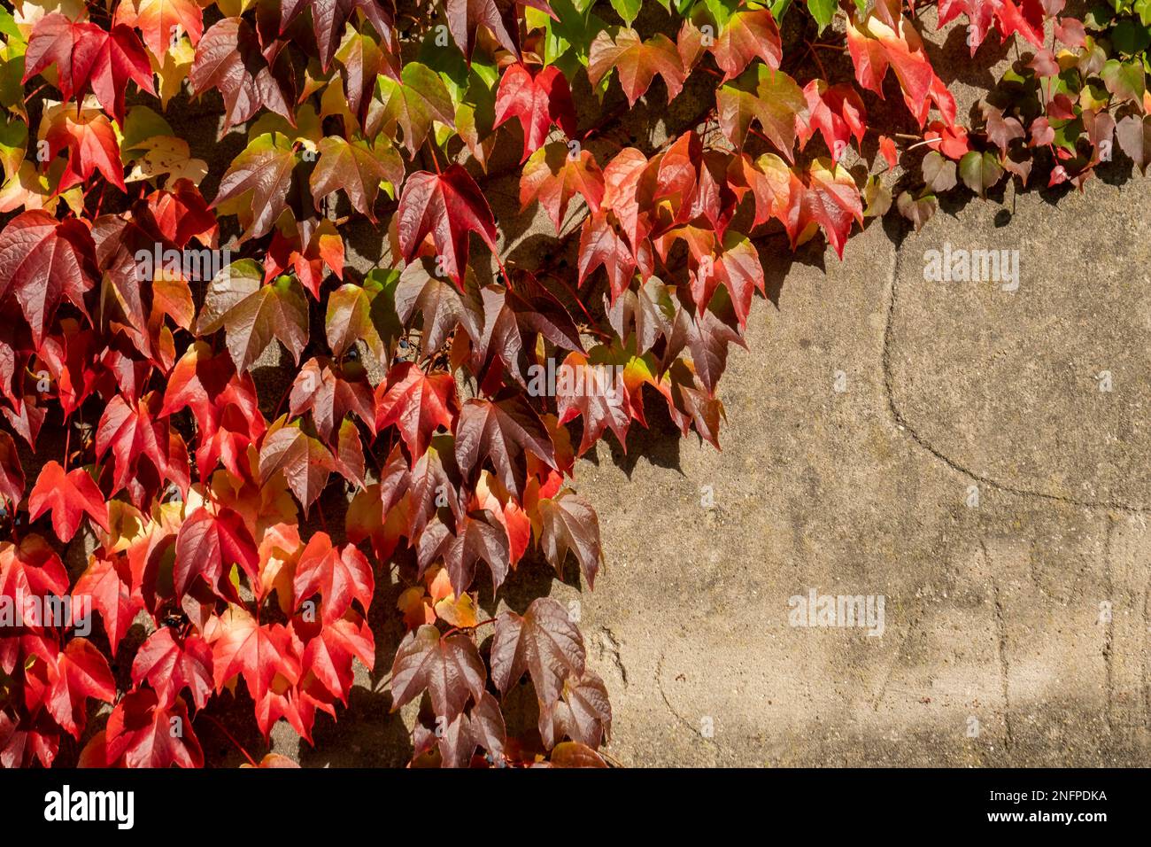 Discolouring leaves of wild vine (Vitis vinifera subsp. sylvestris) Stock Photo