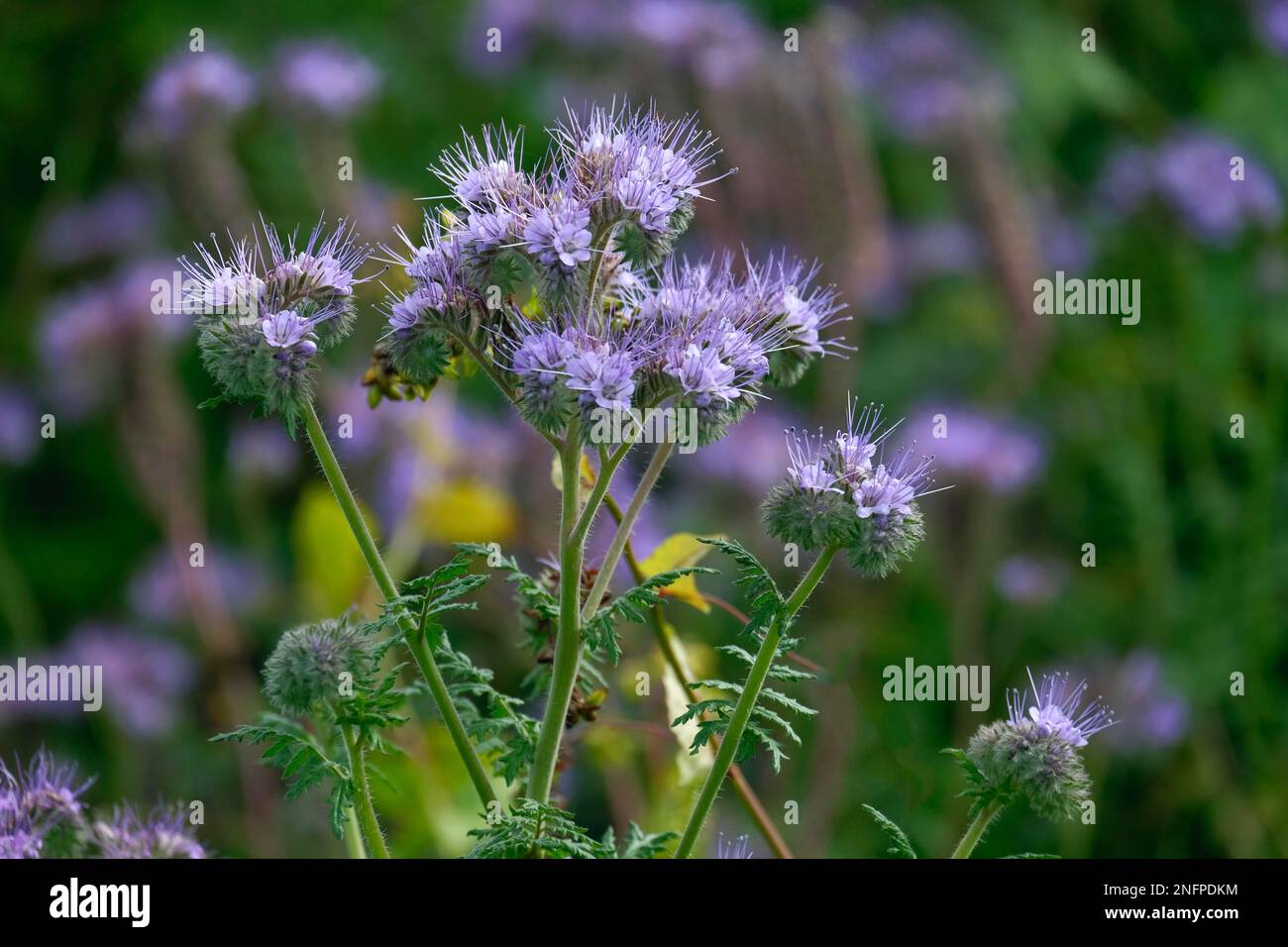Scorpion weed hires stock photography and images Alamy