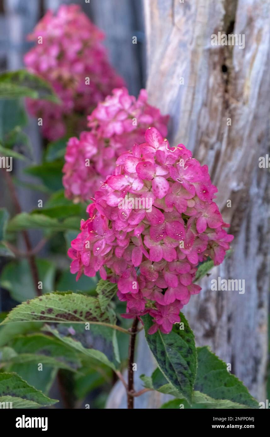 Panicle Hydrangea (Hydrangea paniculata Stock Photo - Alamy