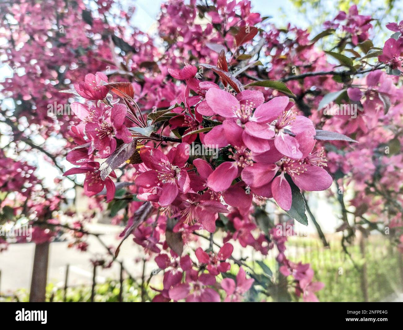 Japanese flowering Crabapple in the spring Romania Stock Photo Alamy