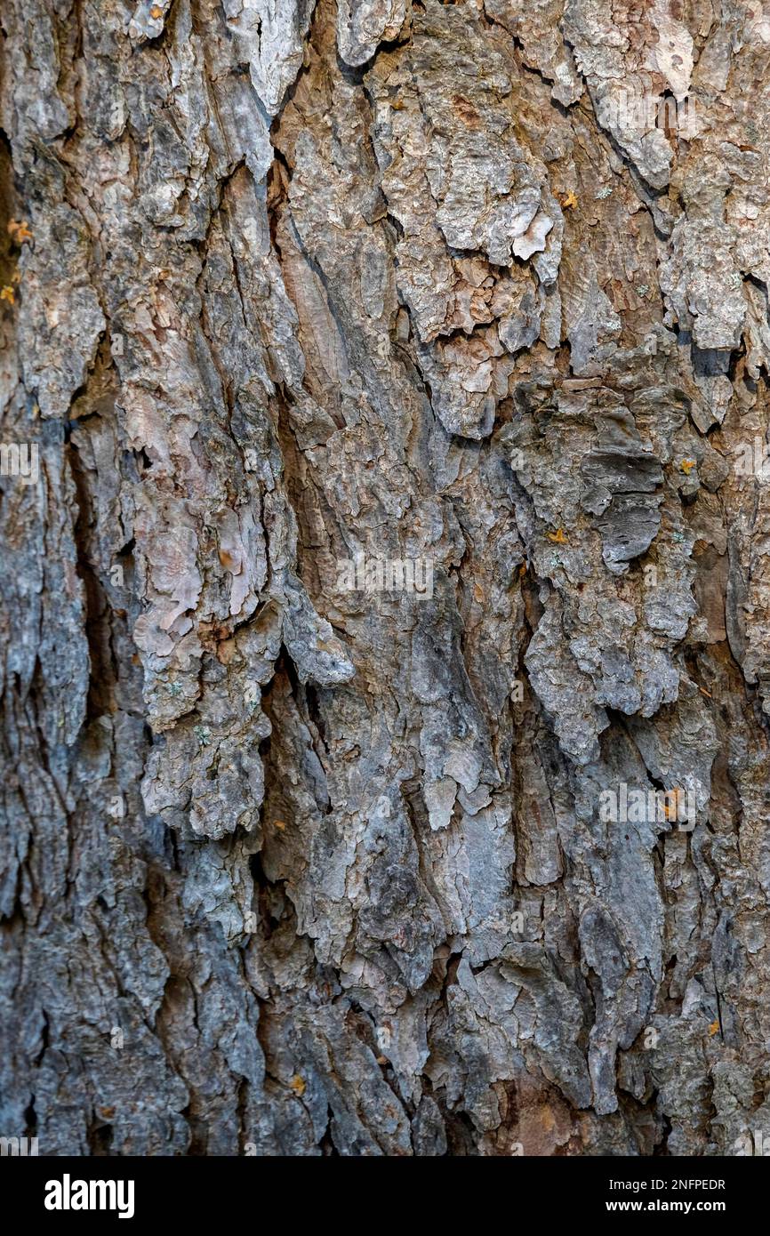 Tree bark of a Japanese hanging larch (Larix kaempferi) Stock Photo