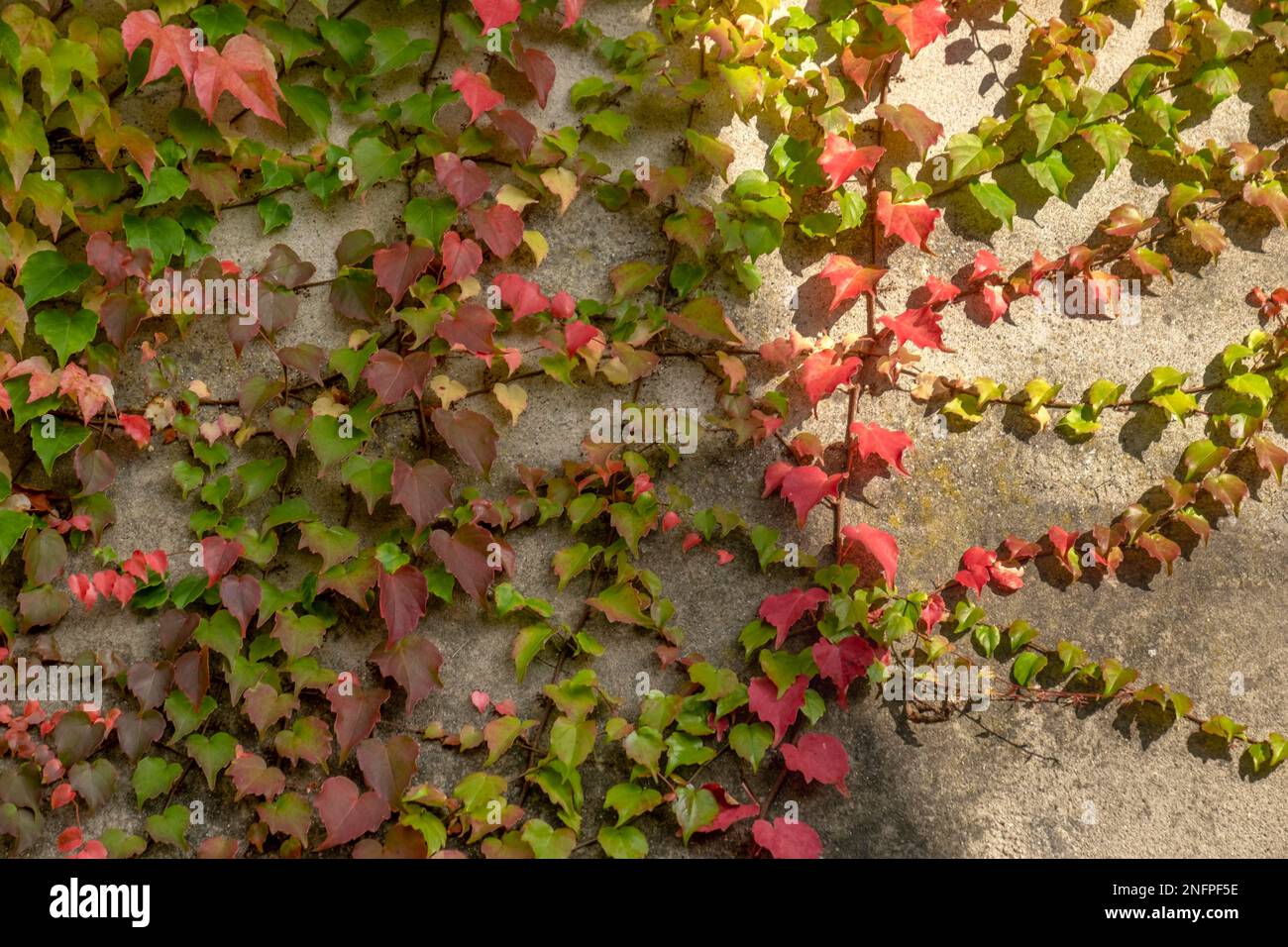 Discolouring leaves of wild vine (Vitis vinifera subsp. sylvestris) Stock Photo