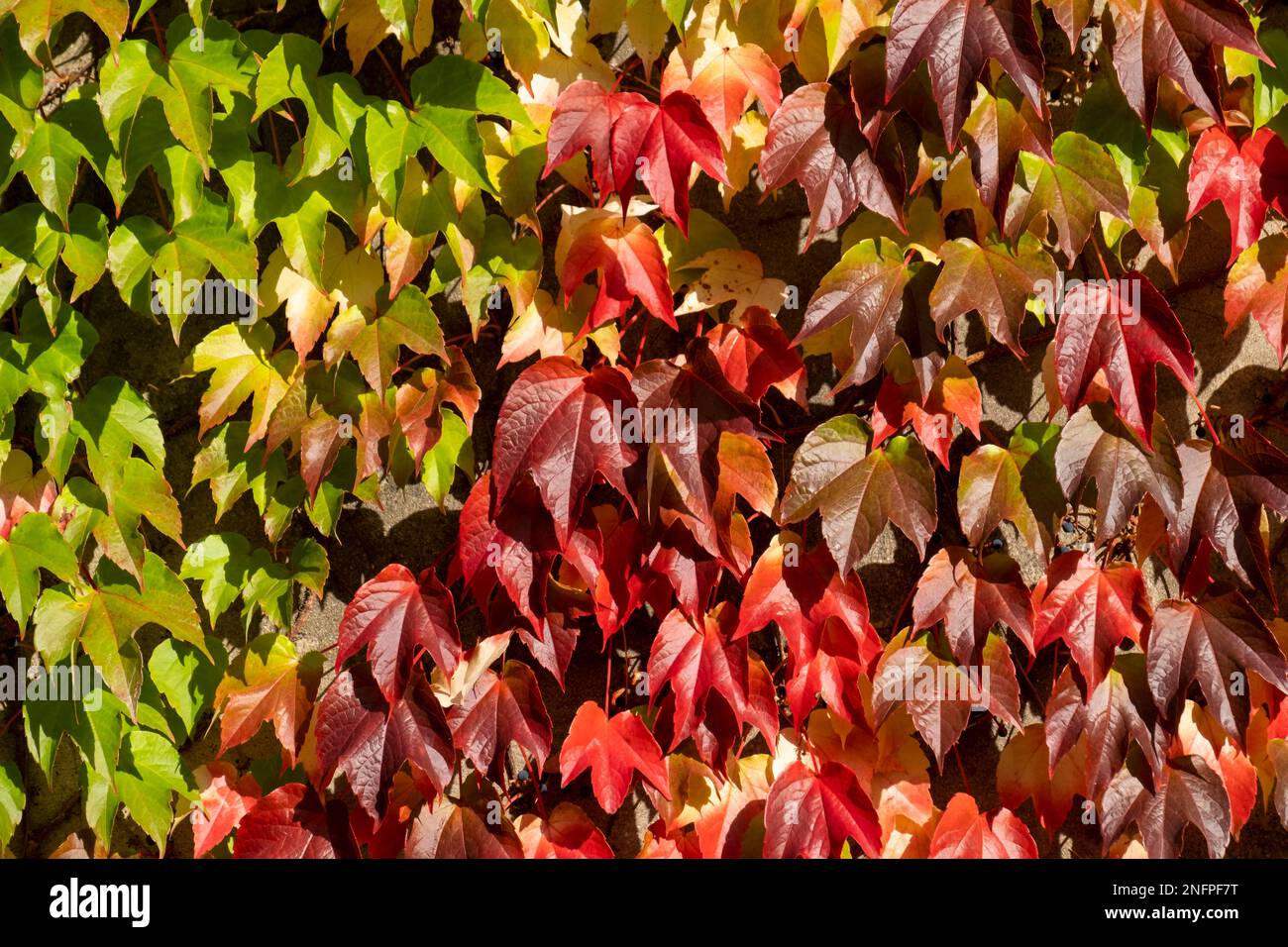 Discolouring leaves of wild vine (Vitis vinifera subsp. sylvestris) Stock Photo