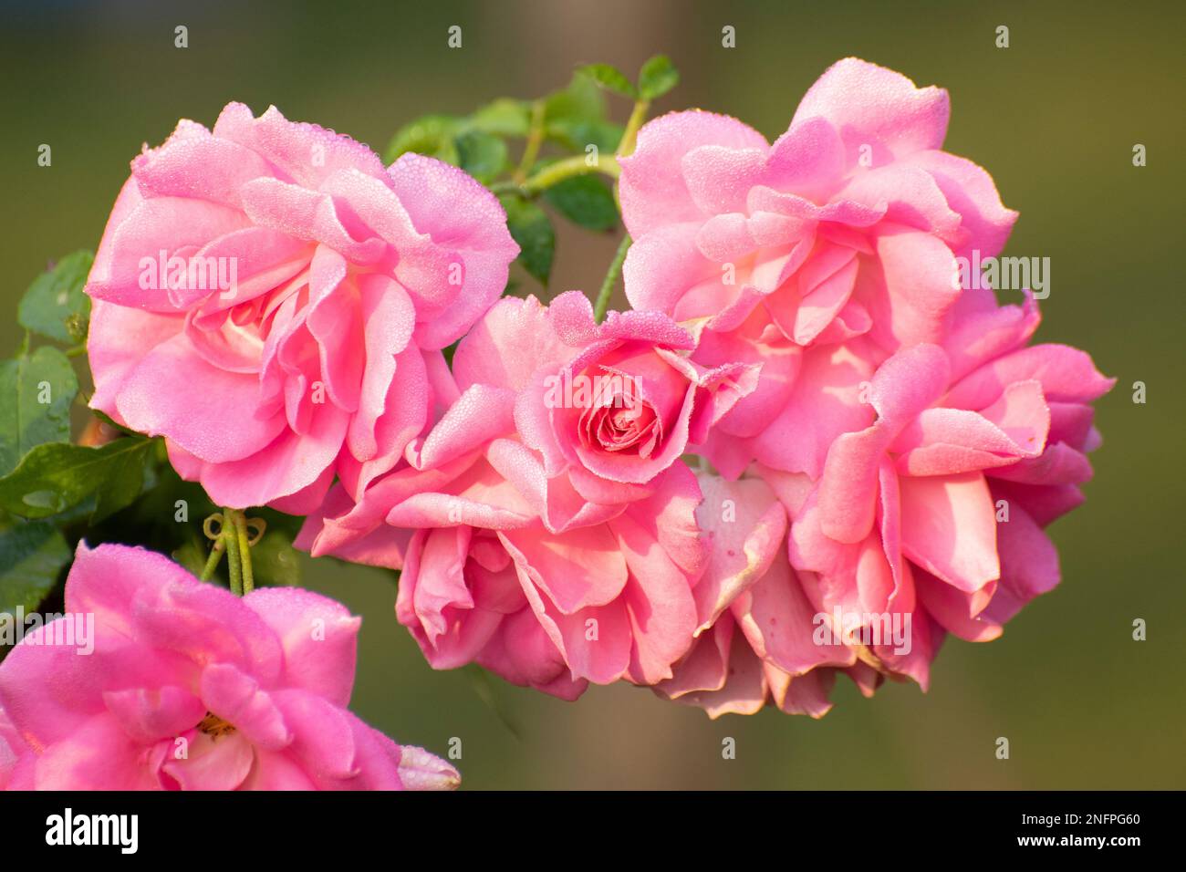Pink rose, flower of the woody perennial flowering plant, genus Rosa , family Rosaceae. There are over three hundred species and many many varieties. Stock Photo
