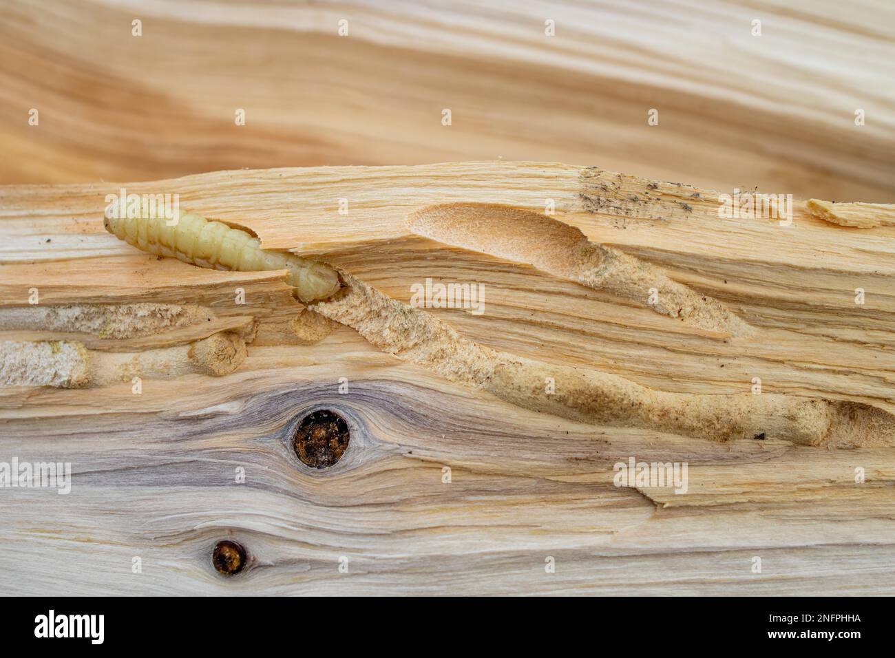 Bark beetle larva in wood Stock Photo Alamy