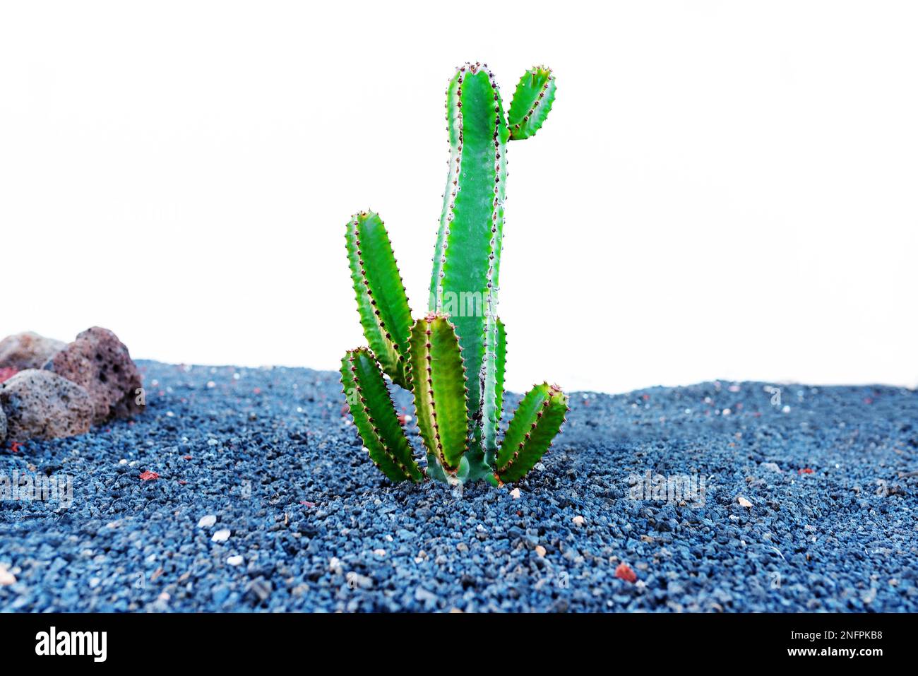 tall green cactus growing through gravel against white wall background