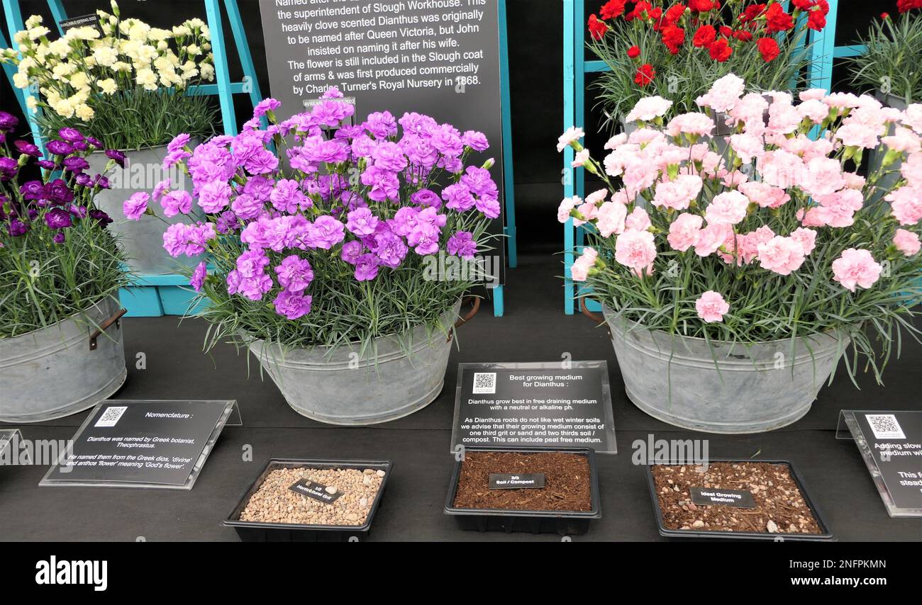 BBC gardens, Birmingham, UK, Calamazag Plant Nursery Stock Photo Alamy