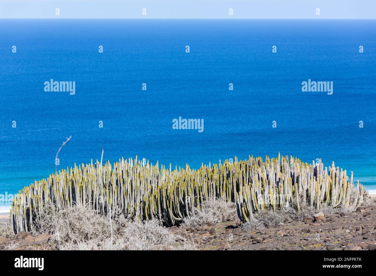 Clumps of succulents, euphorbia, along the road to Cofete beach, Fuerteventura Stock Photo