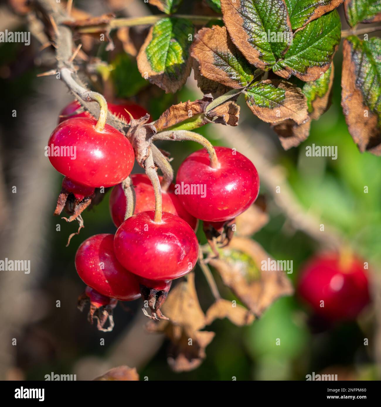 Cultivated Rose hips growing in Broad Haven Pembrokeshire Stock Photo ...
