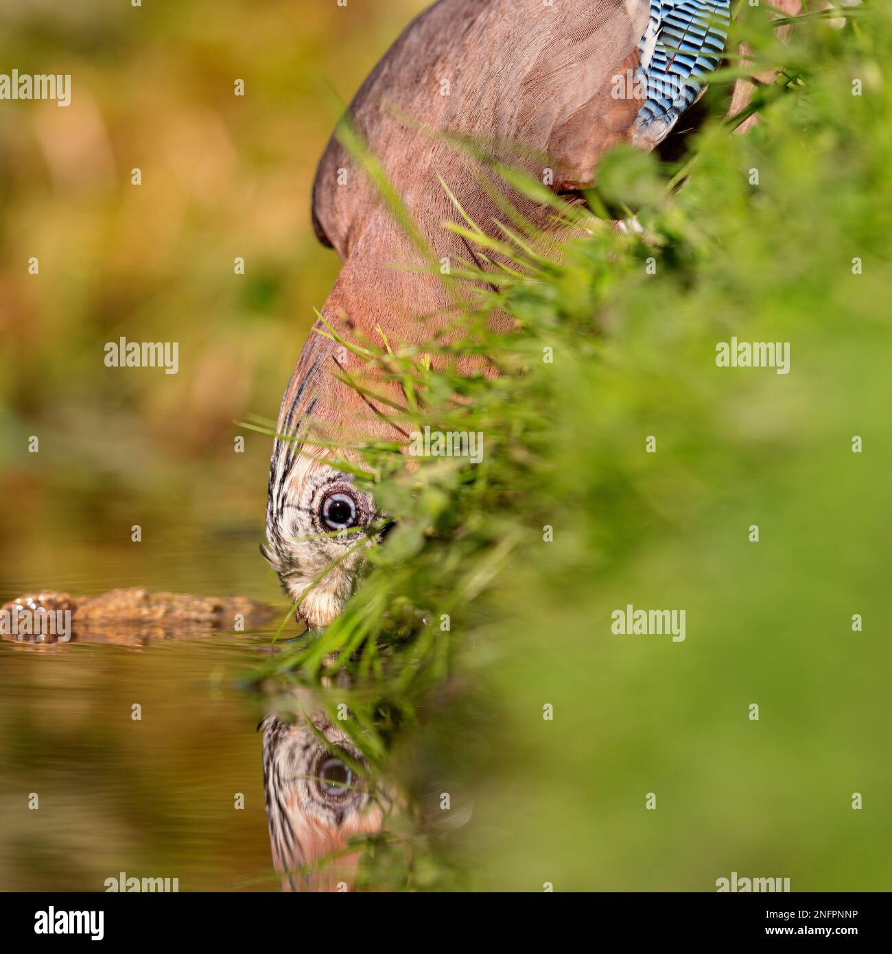 Drinking water from a wildlife pond hi-res stock photography and images ...