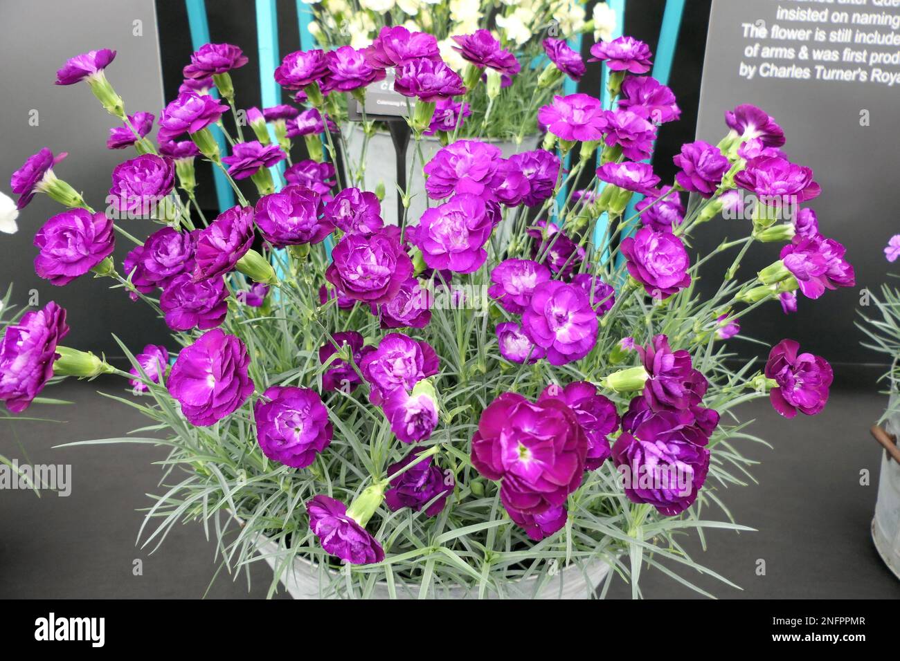 Calamazag plant nursery hires stock photography and images Alamy