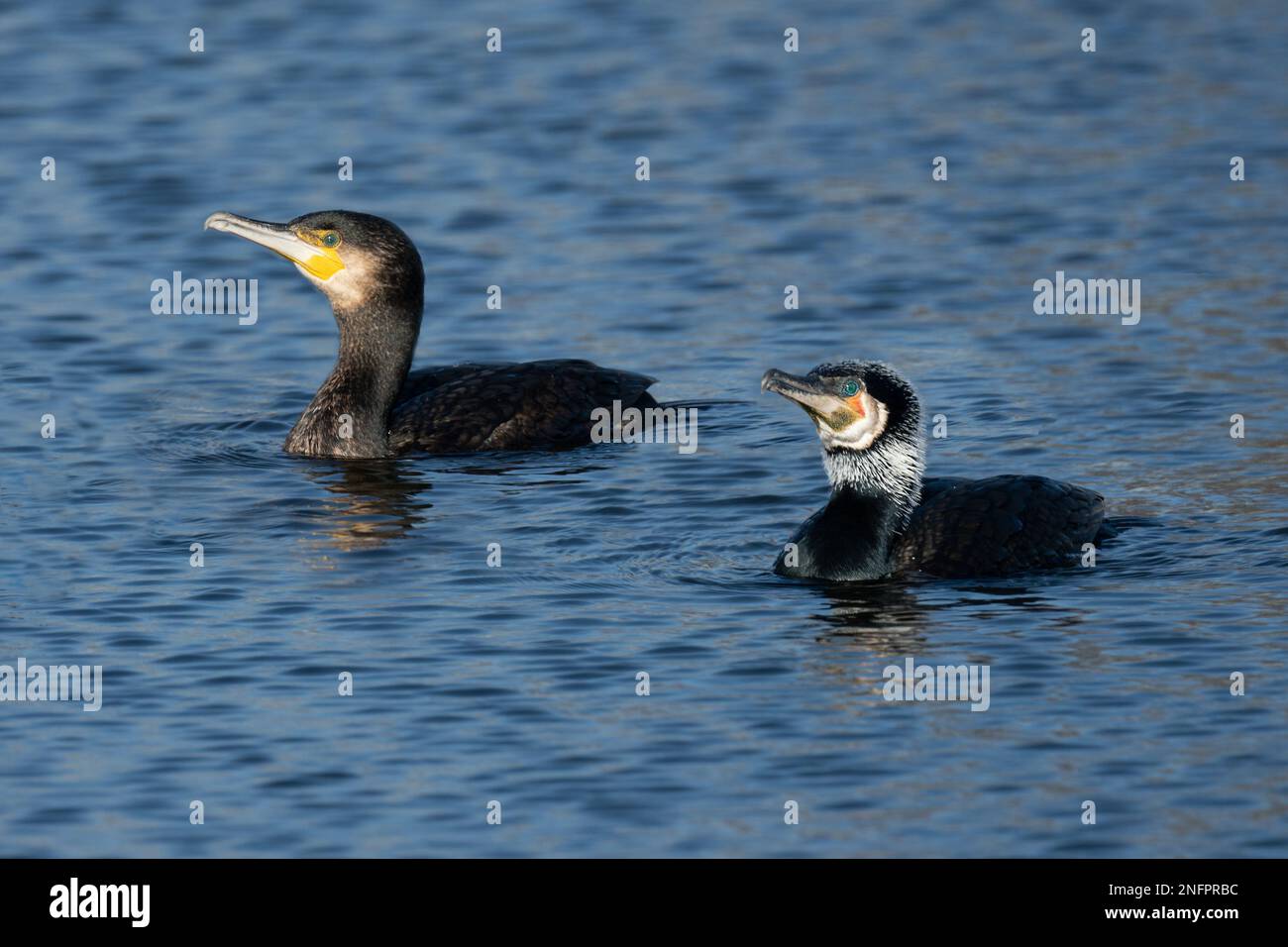 Two common cormorants swinning in the Long Water at Home Park, London