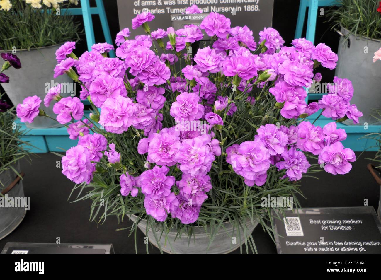 BBC gardens, Birmingham, UK, Calamazag Plant Nursery Stock Photo - Alamy