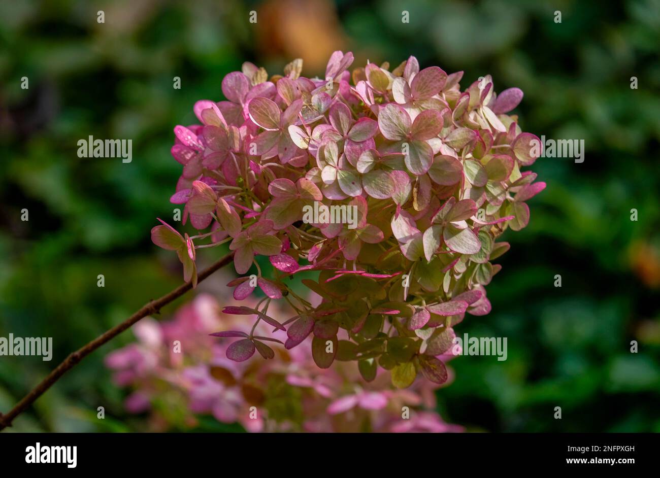 Panicle Hydrangea (Hydrangea paniculata Stock Photo - Alamy