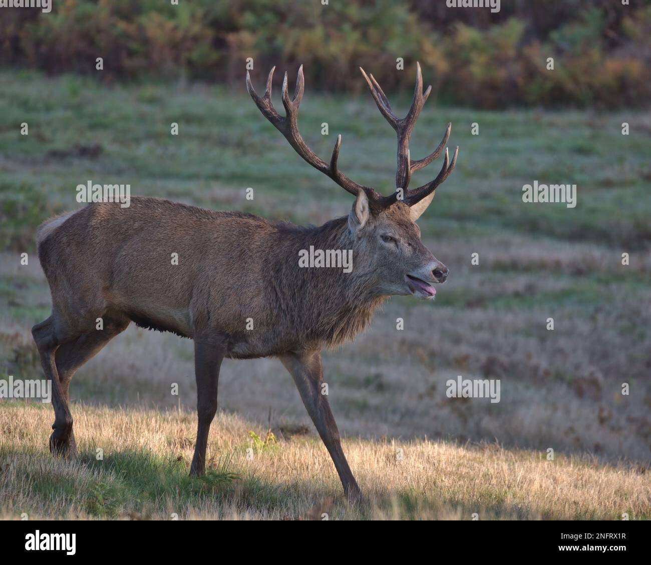 Red deer stag in rutting season, at Bradgate Park Stock Photo