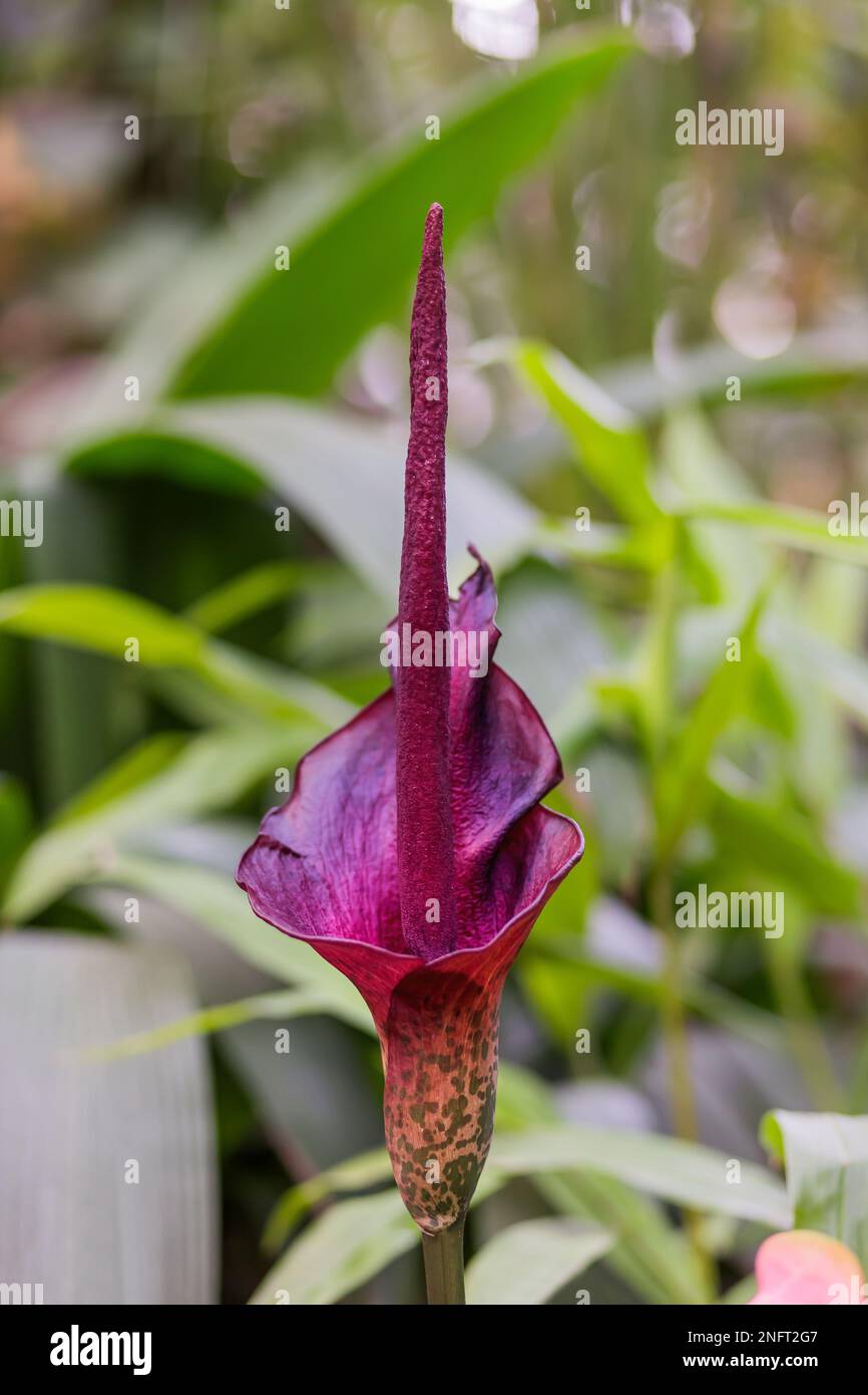 Amorphophallus konjac, also known as konjak, konjaku, konnyaku potato, devil's tongue, voodoo lily, snake palm, or elephant yam. Stock Photo