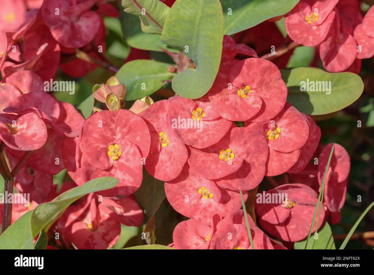 Variety of a crown of thorns plant (euphorbia milii). Plant can be used as natural pesticide. Stock Photo