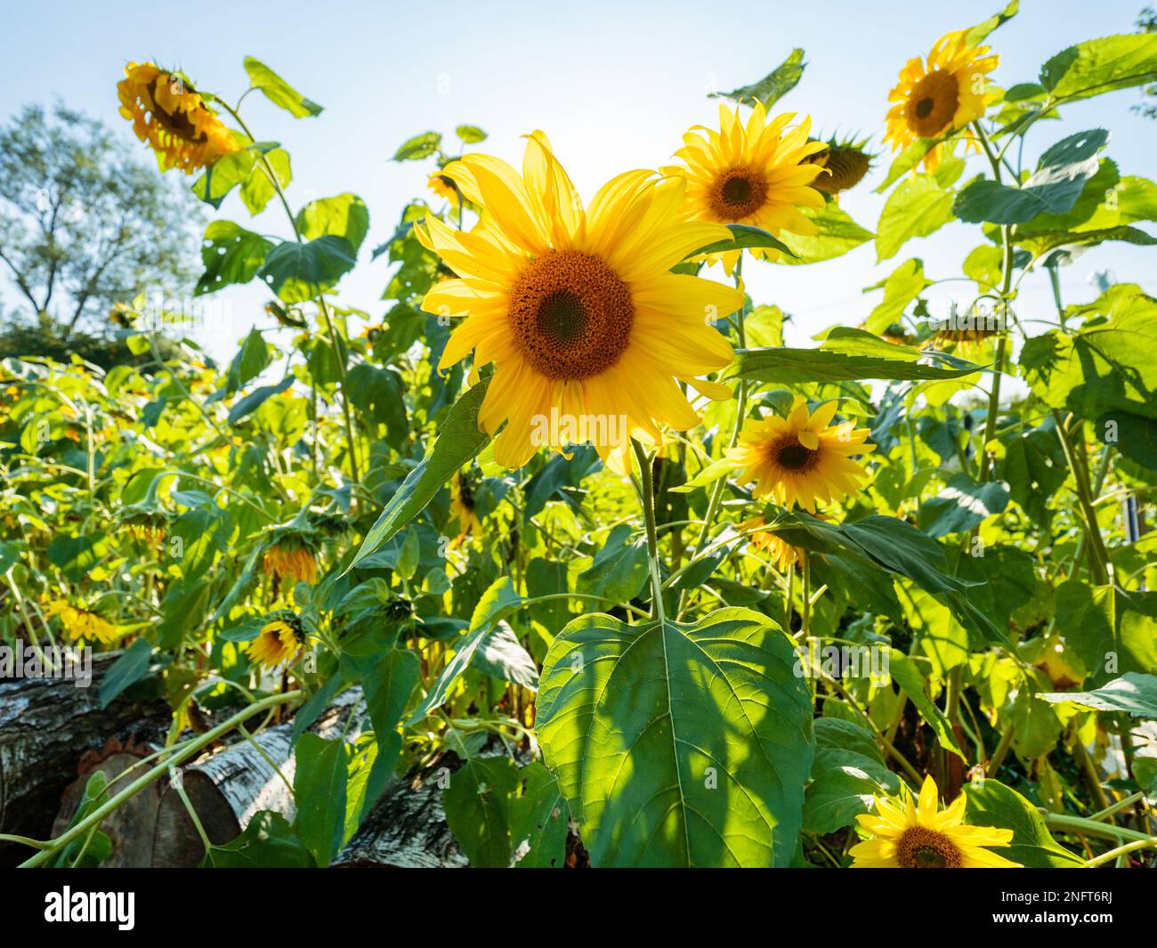 Field of bright yellow ripe sunflowers. Rural scene in sunny day Stock ...