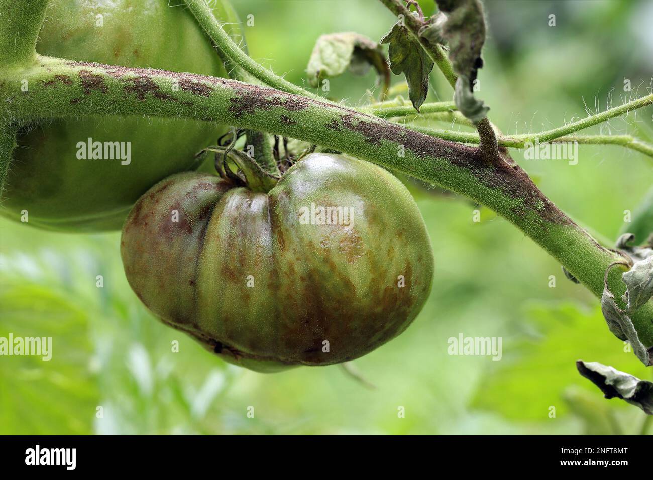 The tomato plant and unripe tomato are infected with late blight caused by fungus-like microorganism Phytophthora infestans. Stems, leaves, and fruits Stock Photo