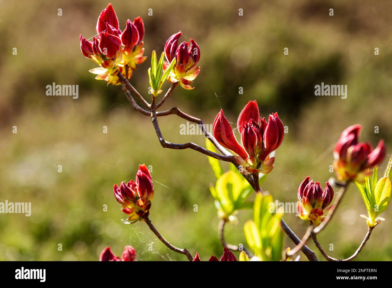 Cottage Gardens, Rhododendron, azalea, rhododendron (Rhododendron L
