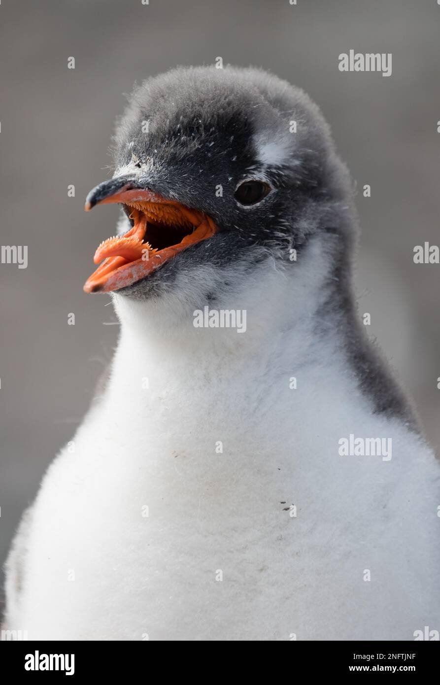 Penguin tongue hires stock photography and images Alamy