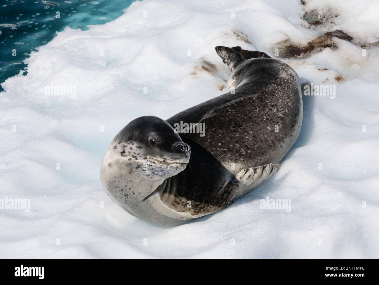 Leopard seal lying in the sun near Paradise Bay, Antarctic Peninsula Stock Photo