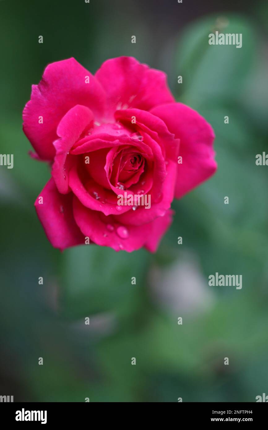 Beautiful pink rose in bloom in the garden after rain Stock Photo - Alamy