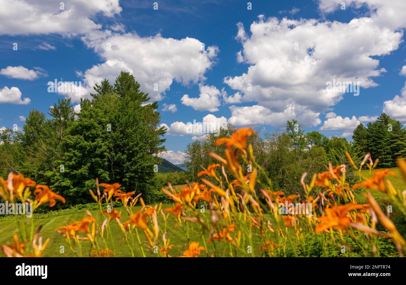VERMONT, USA - Day lillies and blue sky with clouds. Hemerocallis lilioasphodelus Stock Photo