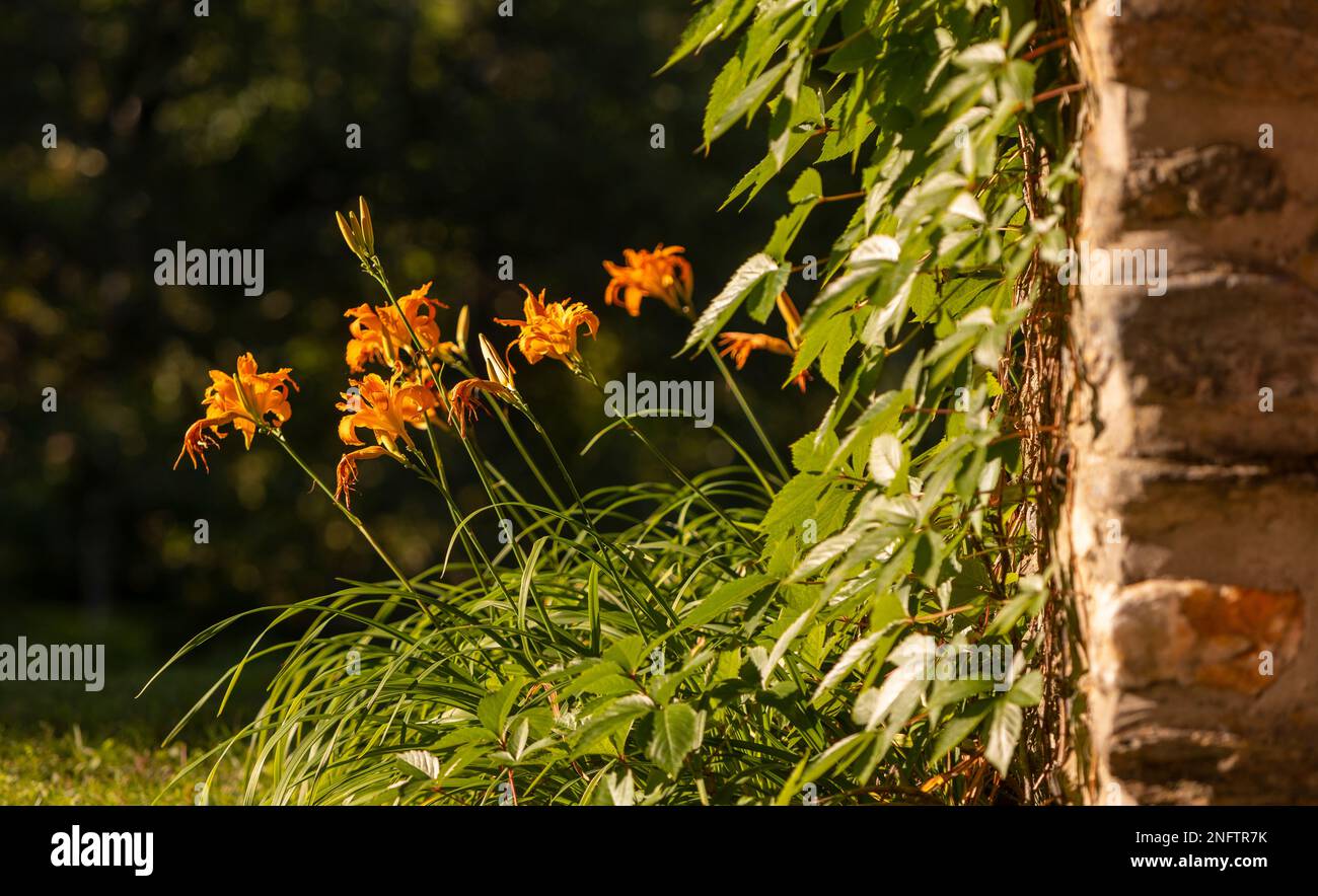 VERMONT, USA - Day lillies near chimney. Hemerocallis lilioasphodelus Stock Photo