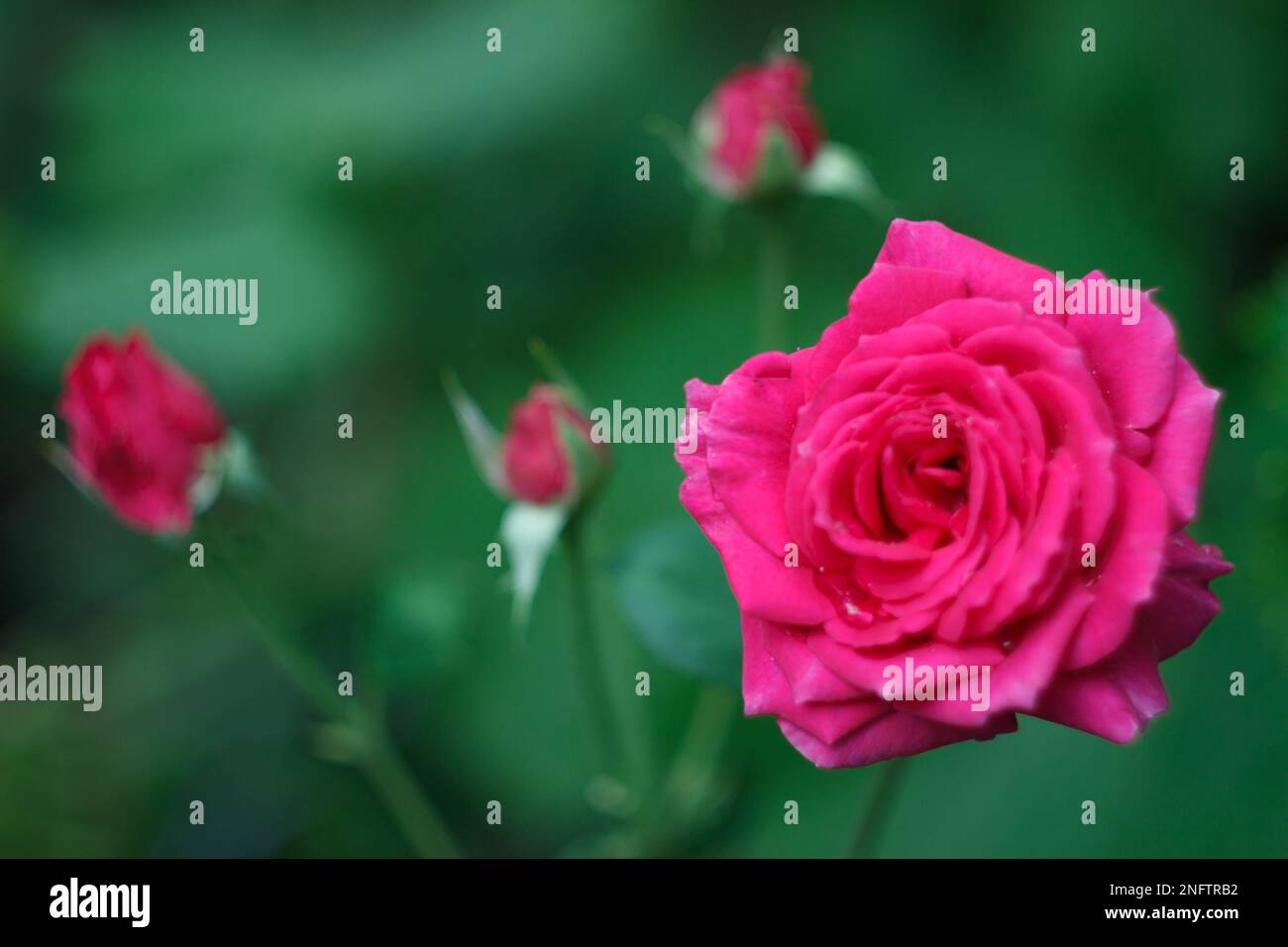 Beautiful pink rose in bloom in the garden after rain Stock Photo - Alamy