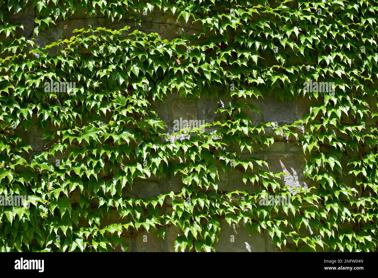 Climbing plant on the stone wall Stock Photo Alamy
