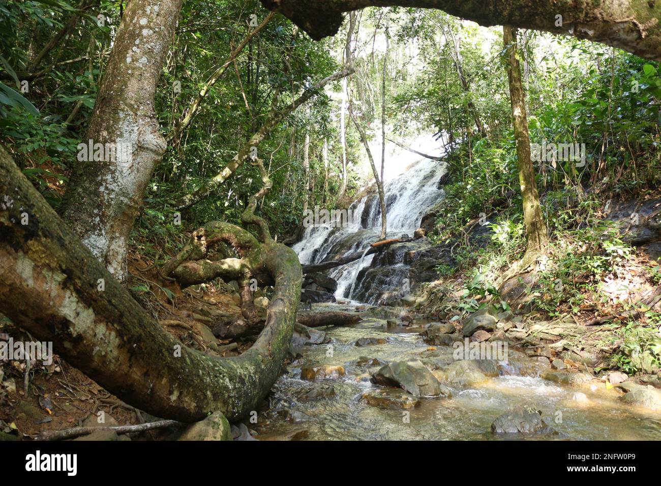 On the beach of Ribeira, in Itacaré in the south of the state of Bahia, a powerful waterfall among the trees of the Atlantic Forest Stock Photo