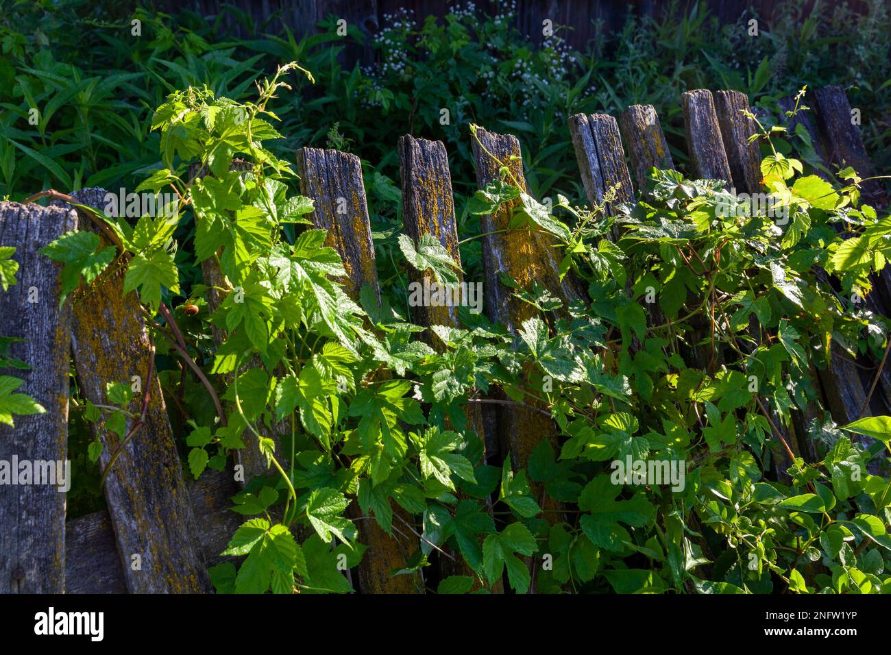 Cottage garden wooden fence hi-res stock photography and images - Alamy