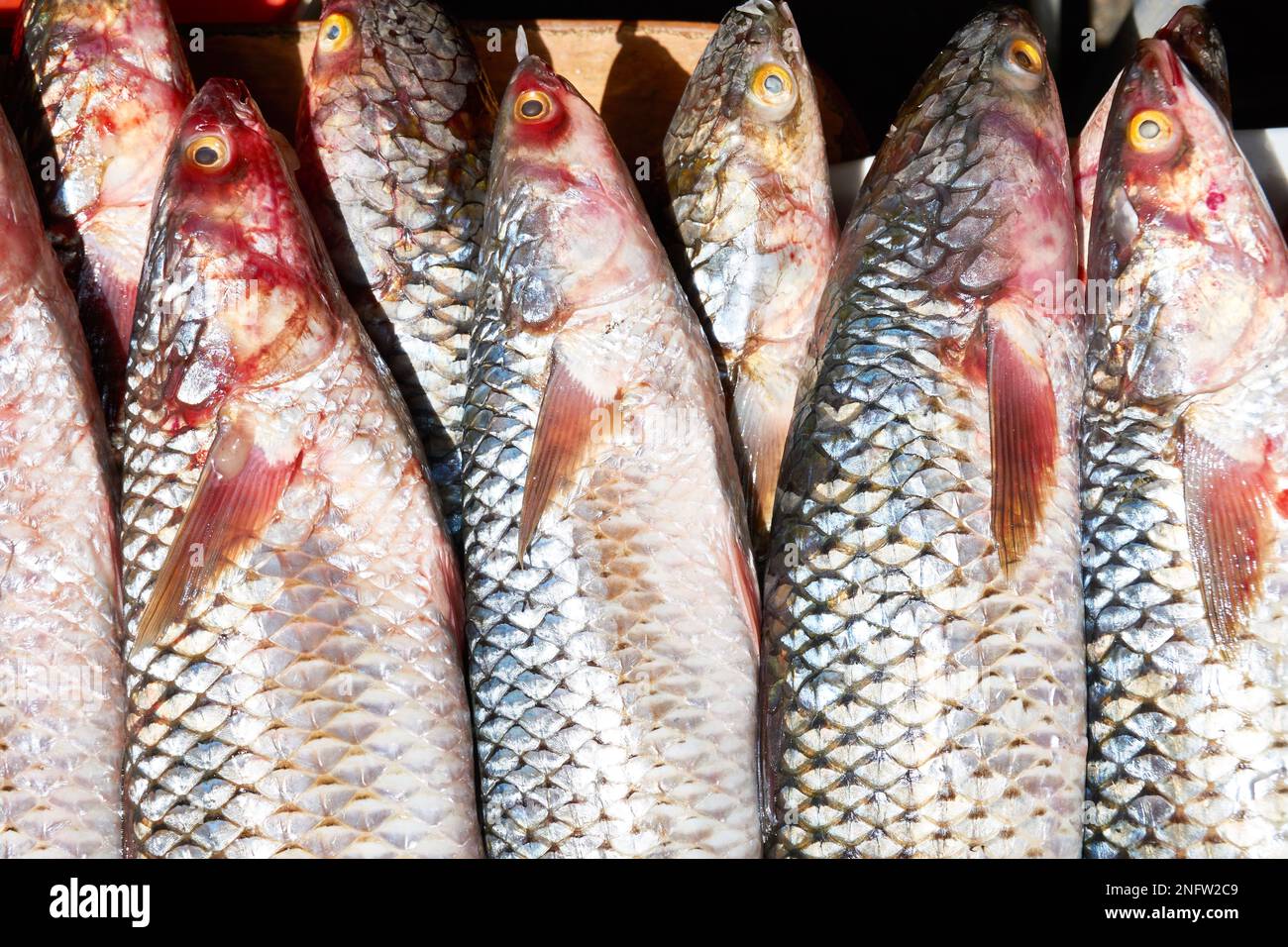 So-iuy mullet from Black Sea in market Stock Photo
