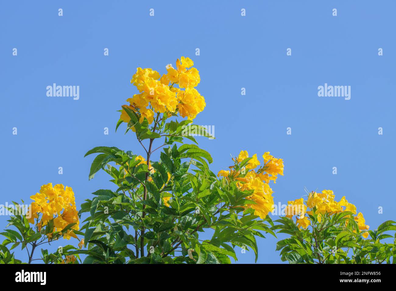 Blooming yellow trumpetbush (Tecoma stans). Sought-after food for livestock. Stock Photo
