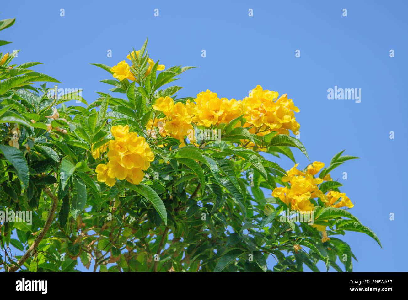 Blooming yellow trumpetbush (Tecoma stans). Sought-after food for livestock. Stock Photo